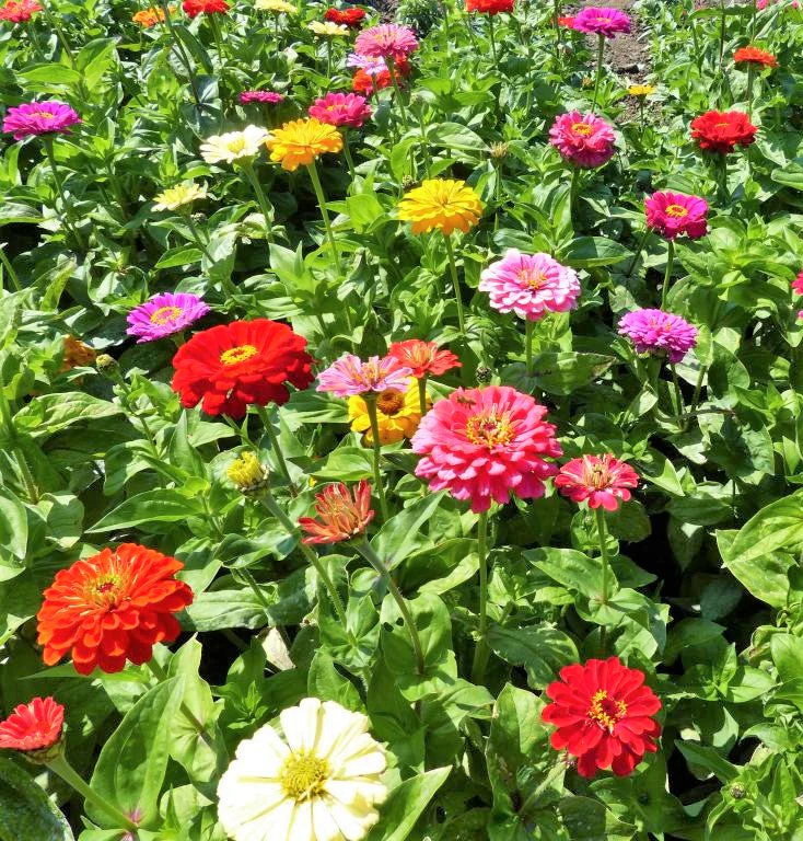 Dahlia Flowered Mix Zinnia - Image 6