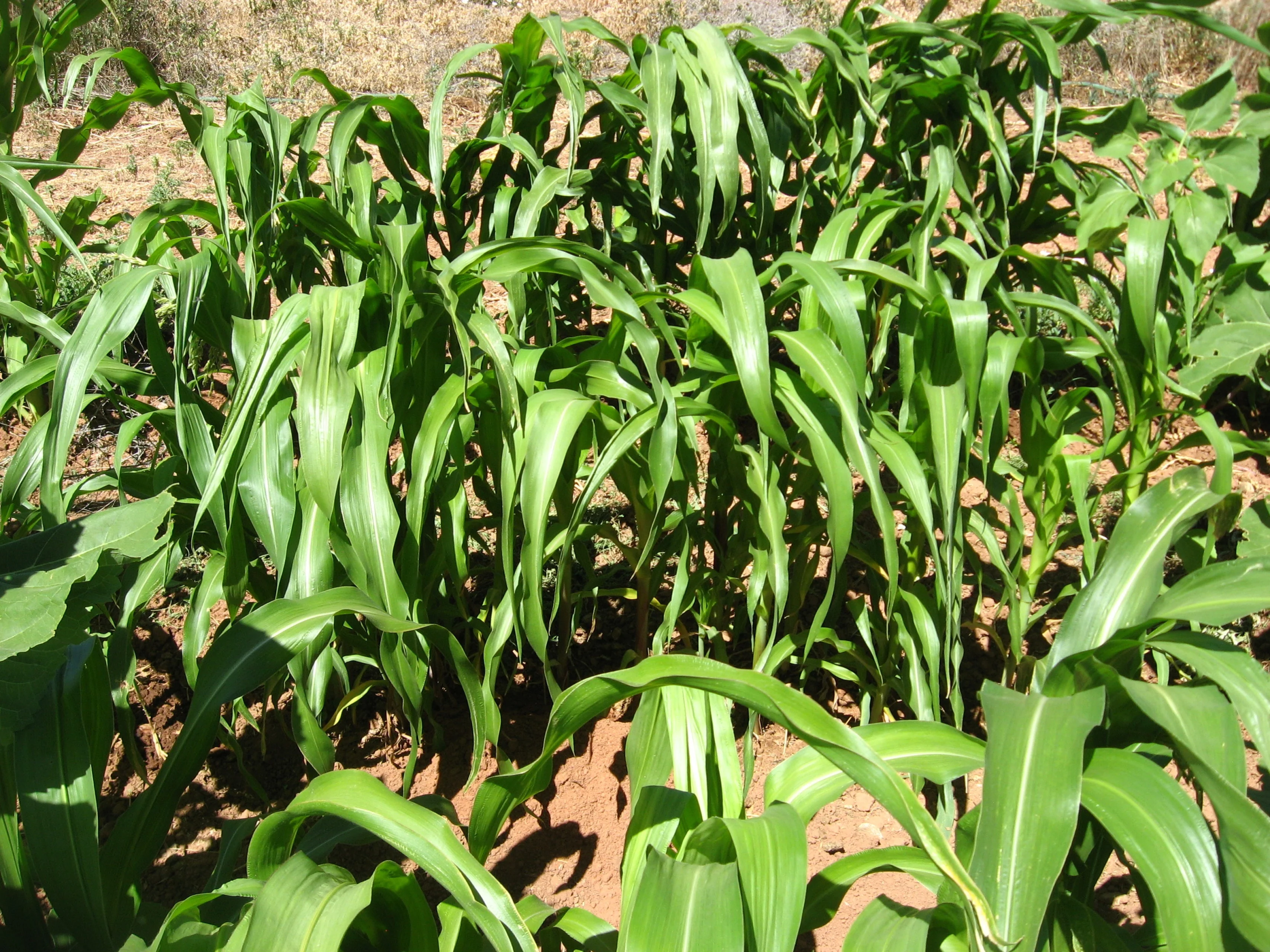 Dakota Black Popcorn (Ornamental Corn) - Image 2