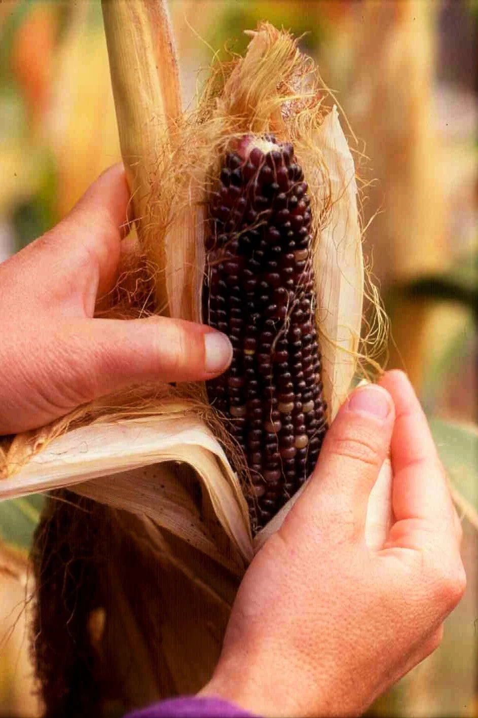 Dakota Black Popcorn (Ornamental Corn) - Image 3