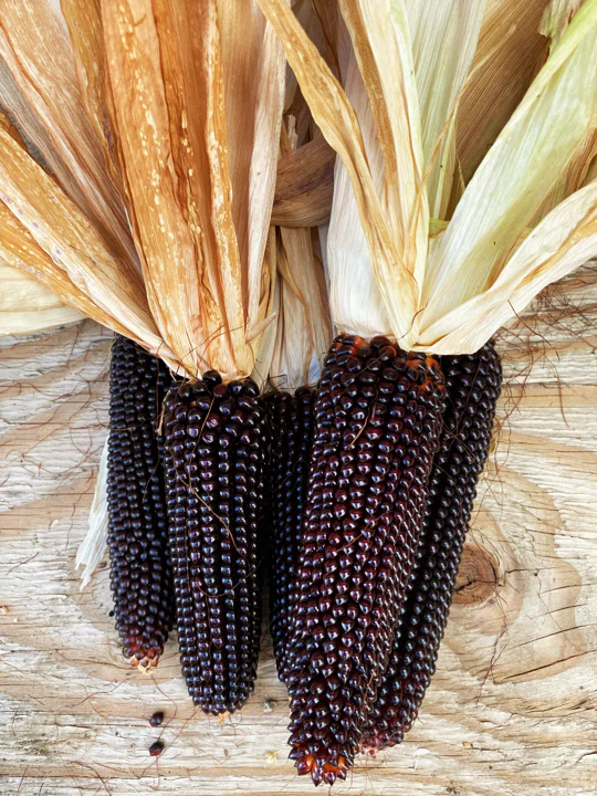 Dakota Black Popcorn (Ornamental Corn) - Image 4
