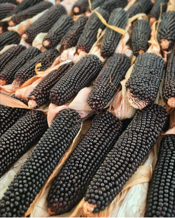 Dakota Black Popcorn (Ornamental Corn) - Image 5