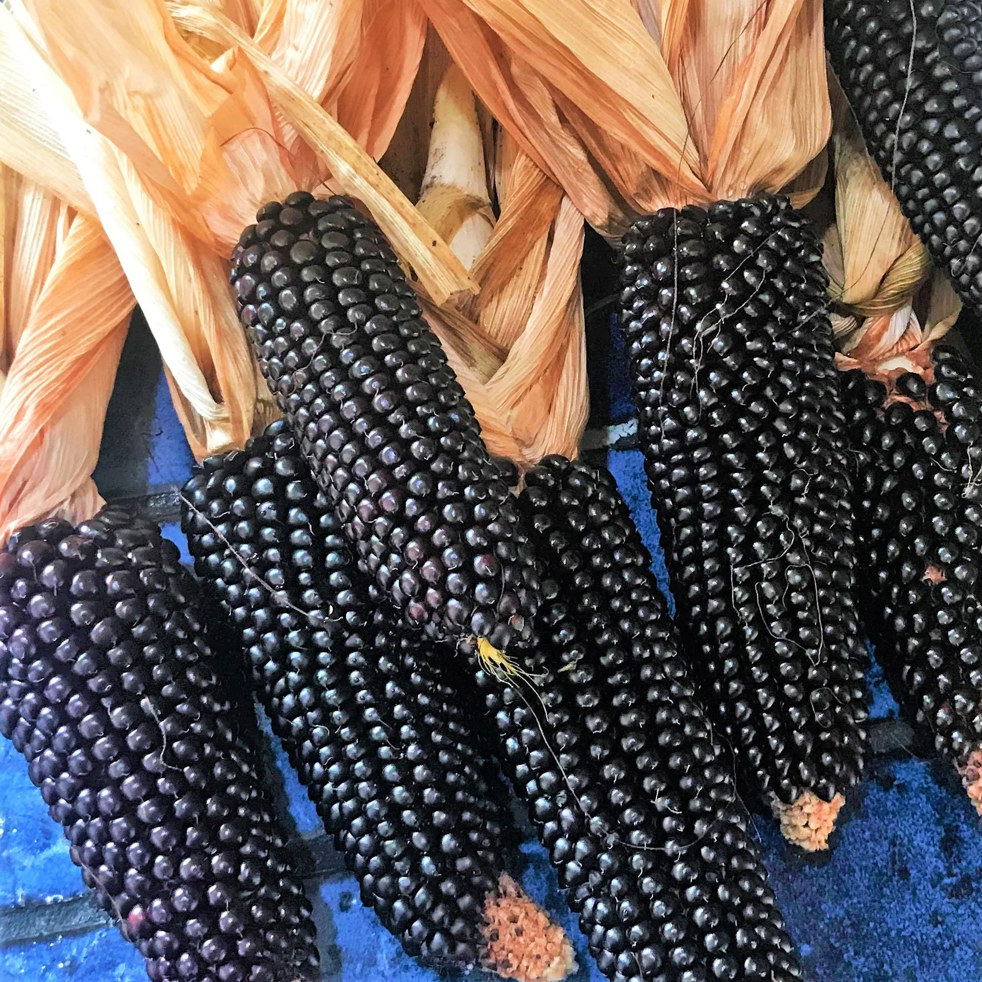 Dakota Black Popcorn (Ornamental Corn) - Image 6