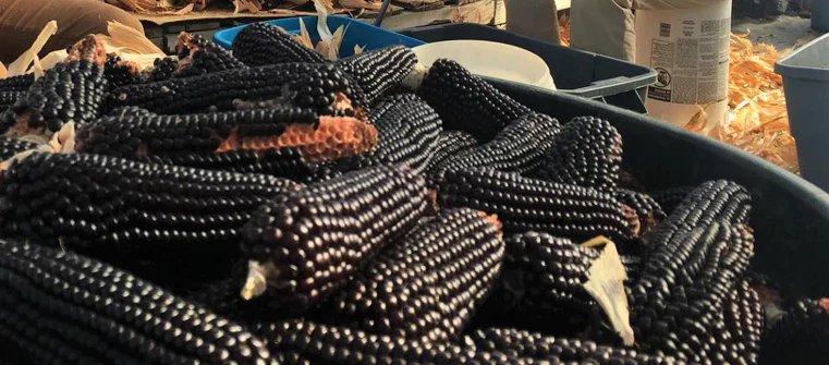 Dakota Black Popcorn (Ornamental Corn) - Image 7
