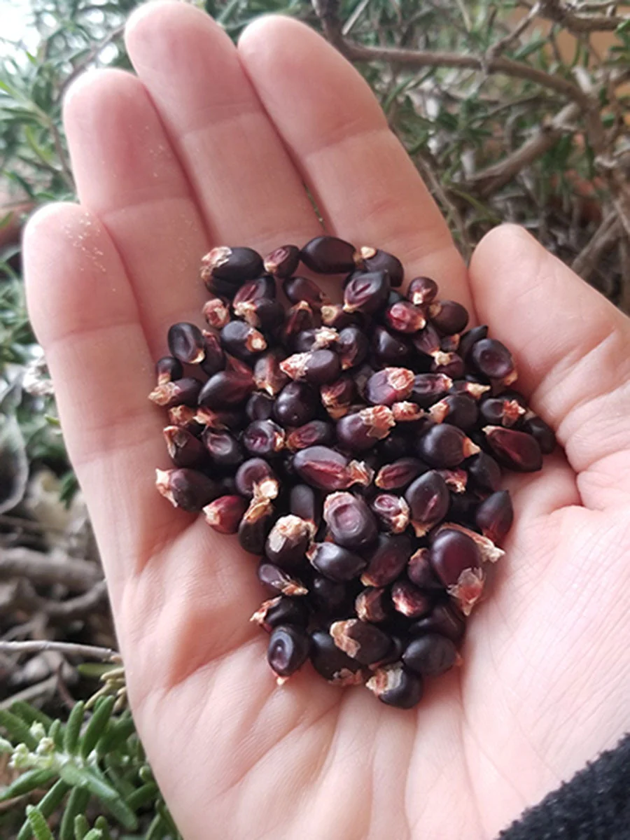 Dakota Black Popcorn (Ornamental Corn) - Image 8