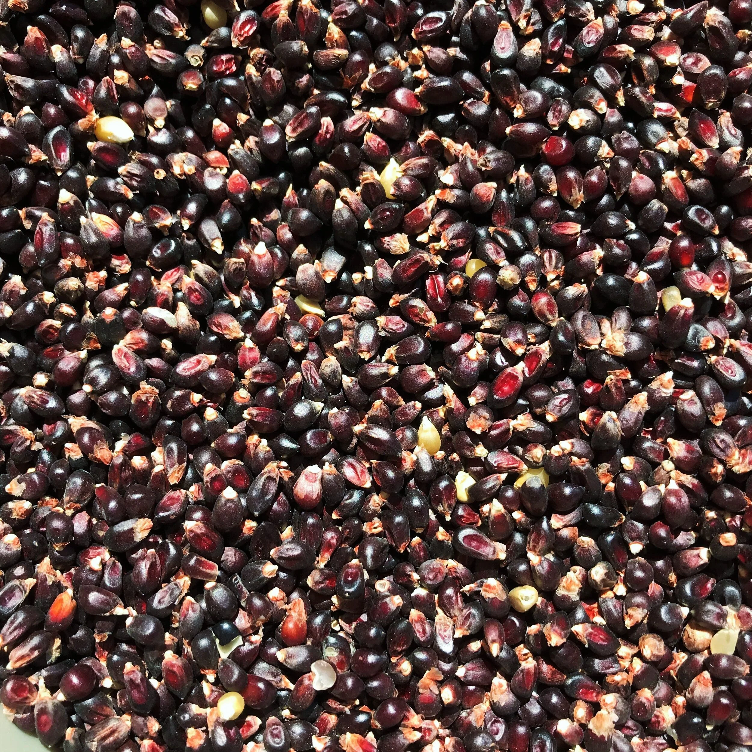 Dakota Black Popcorn (Ornamental Corn) - Image 9