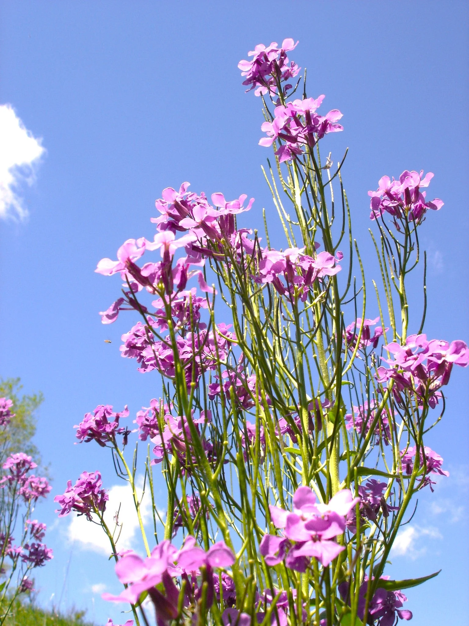 Dame's Rocket - Image 4