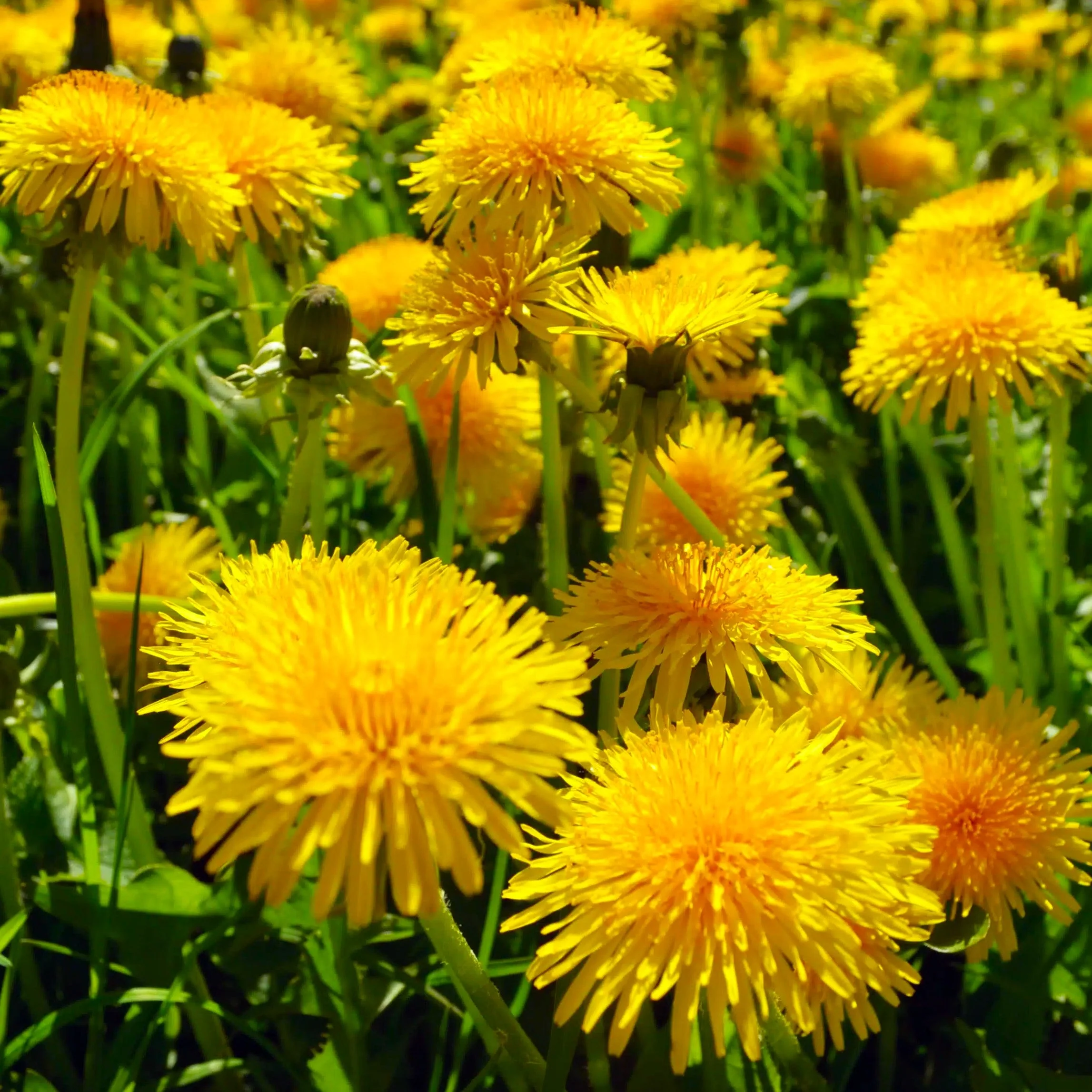 Dandelion