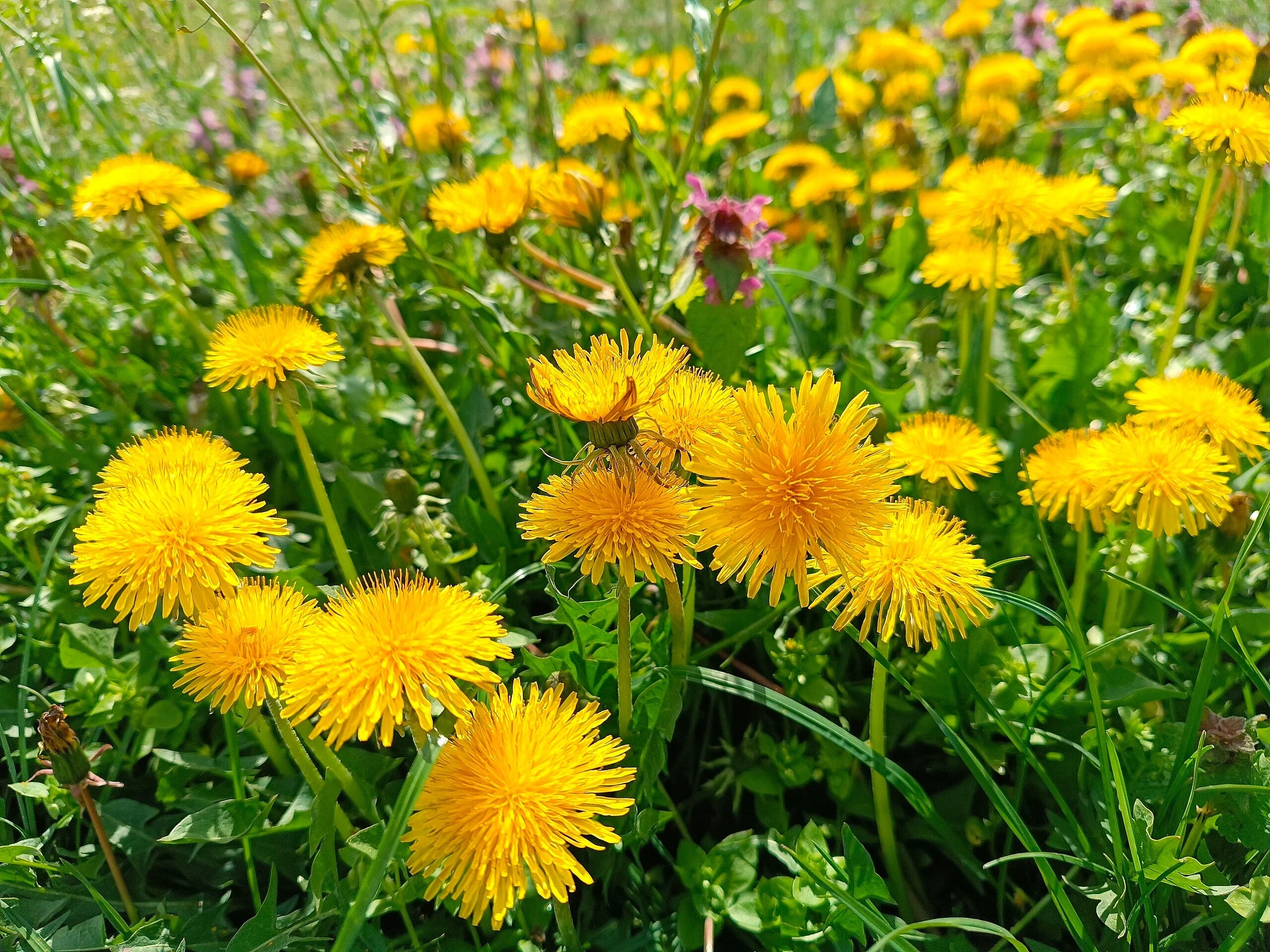 Dandelion - Image 2