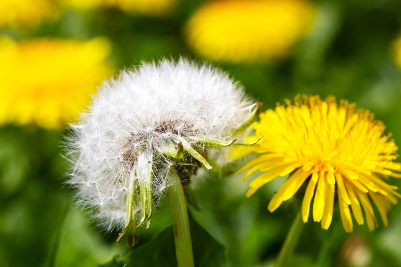 Dandelion - Image 5