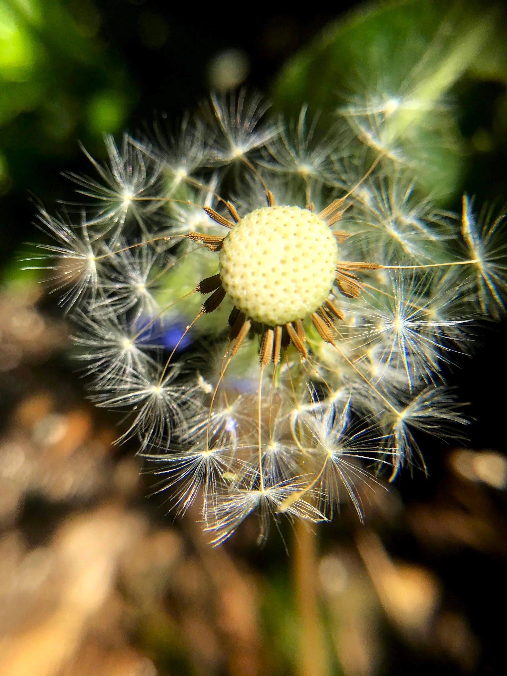 Dandelion - Image 6
