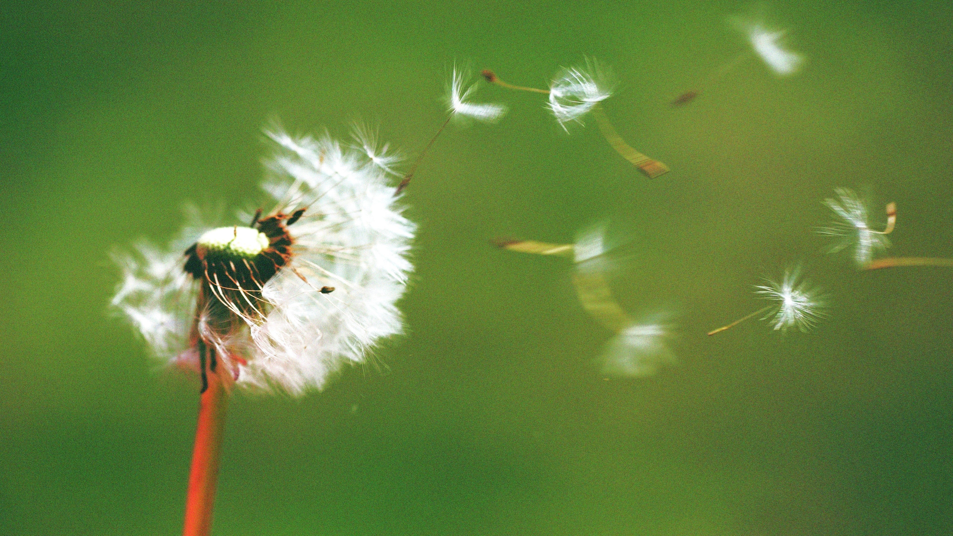 Dandelion - Image 7