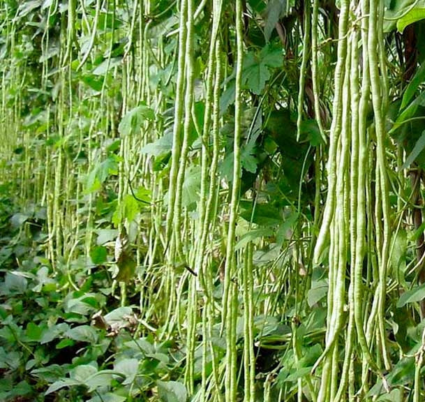 Dark Green Yard Long Bean - Image 4