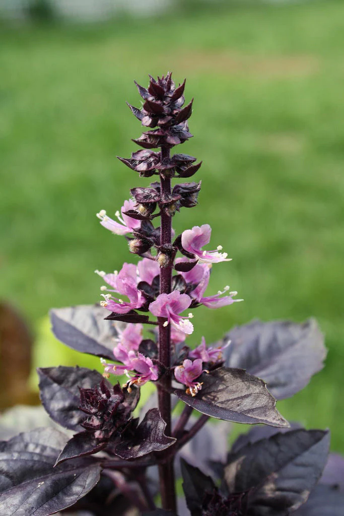 Dark Opal Purple Basil - Image 3