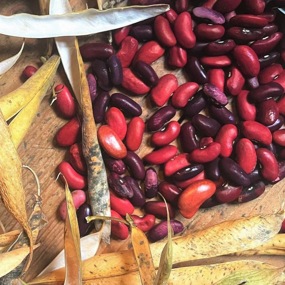 Dark Red Kidney Bean