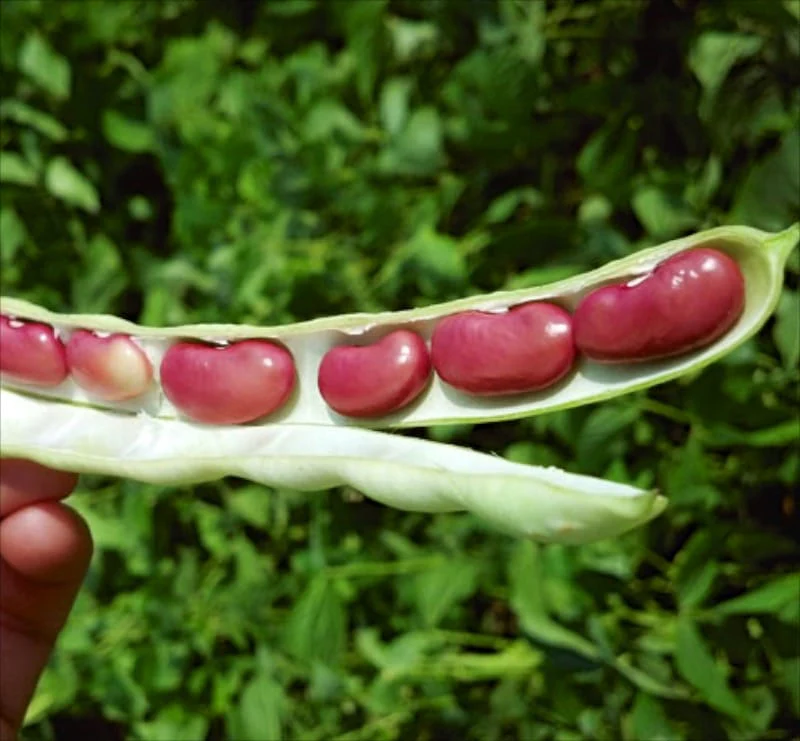 Dark Red Kidney Bean - Image 2