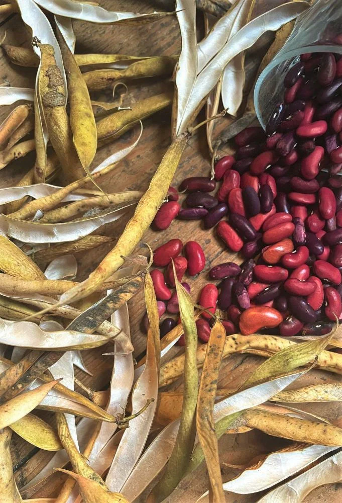 Dark Red Kidney Bean - Image 4