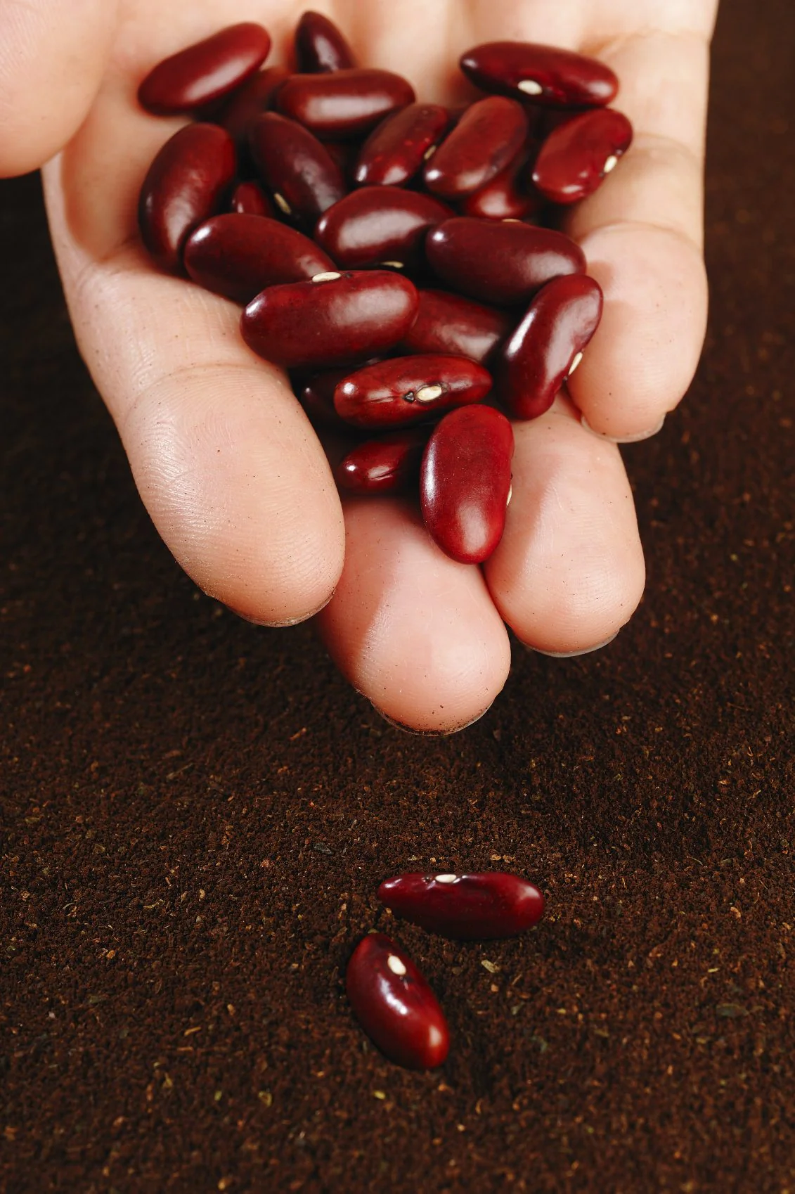 Dark Red Kidney Bean - Image 5