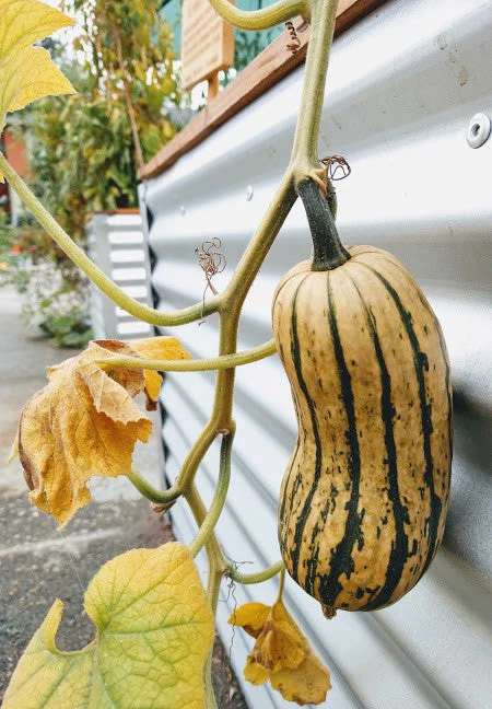 Delicata Squash - Image 3