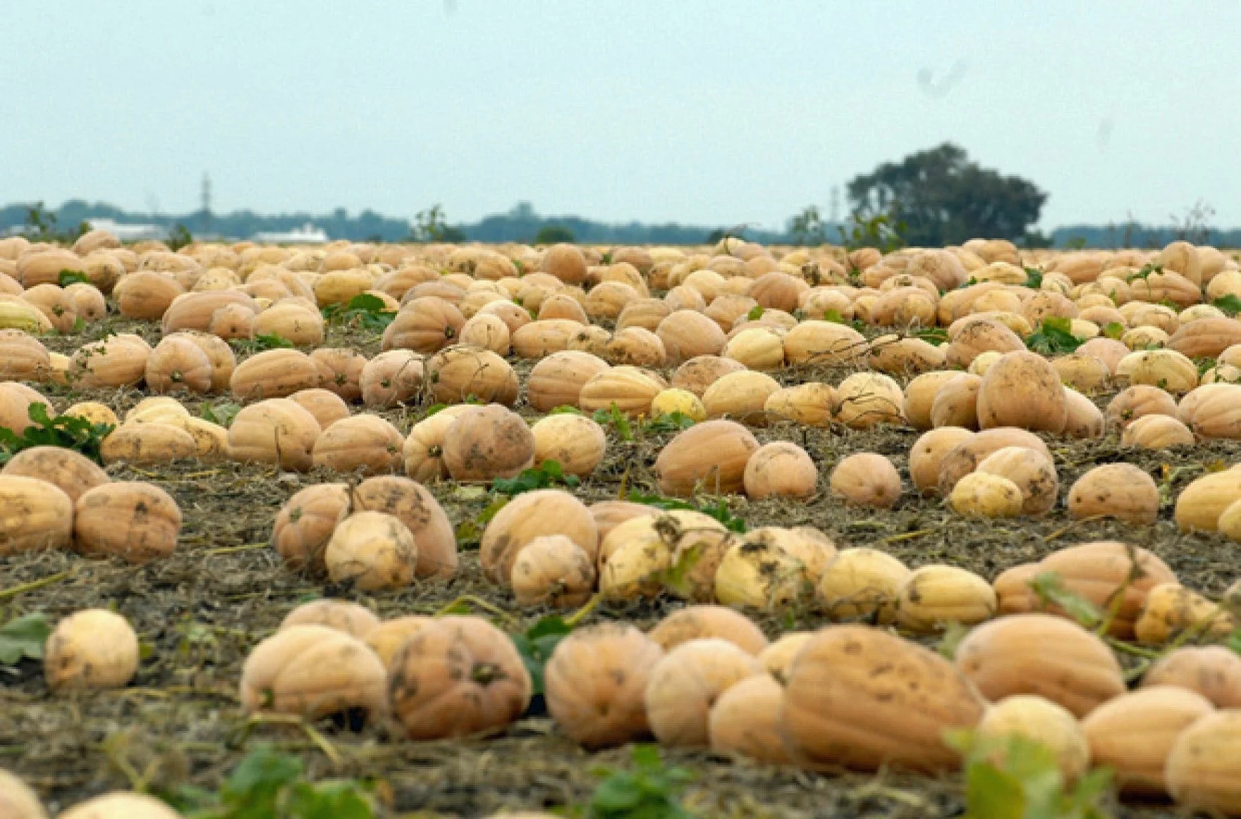 Dickinson Pumpkin (Kentucky Field) - Image 3