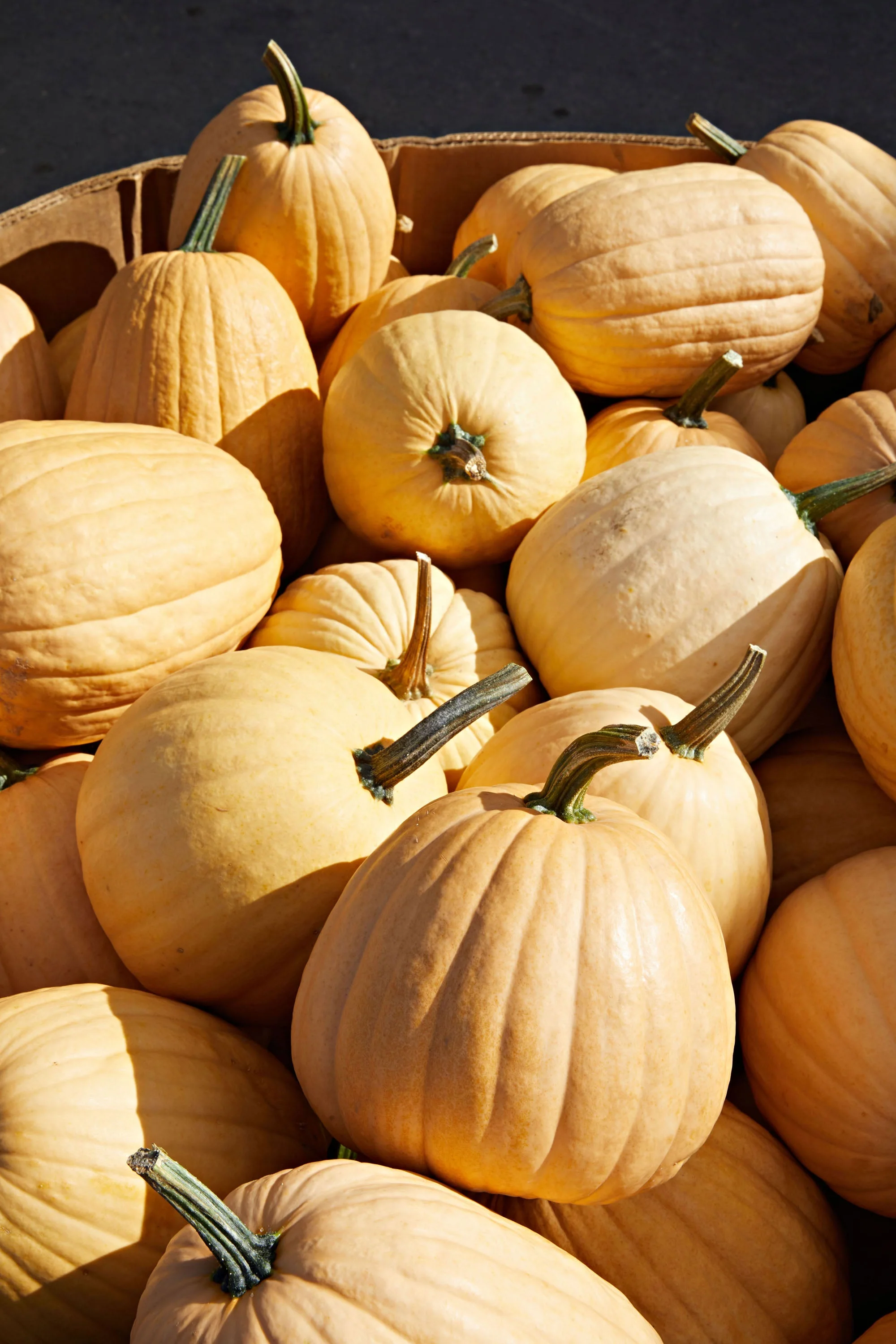 Dickinson Pumpkin (Kentucky Field) - Image 4