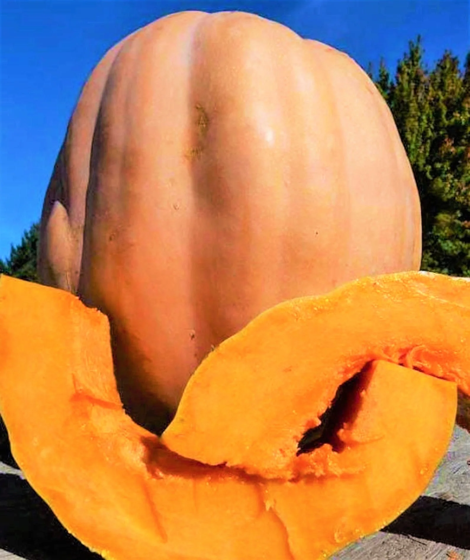 Dickinson Pumpkin (Kentucky Field) - Image 5
