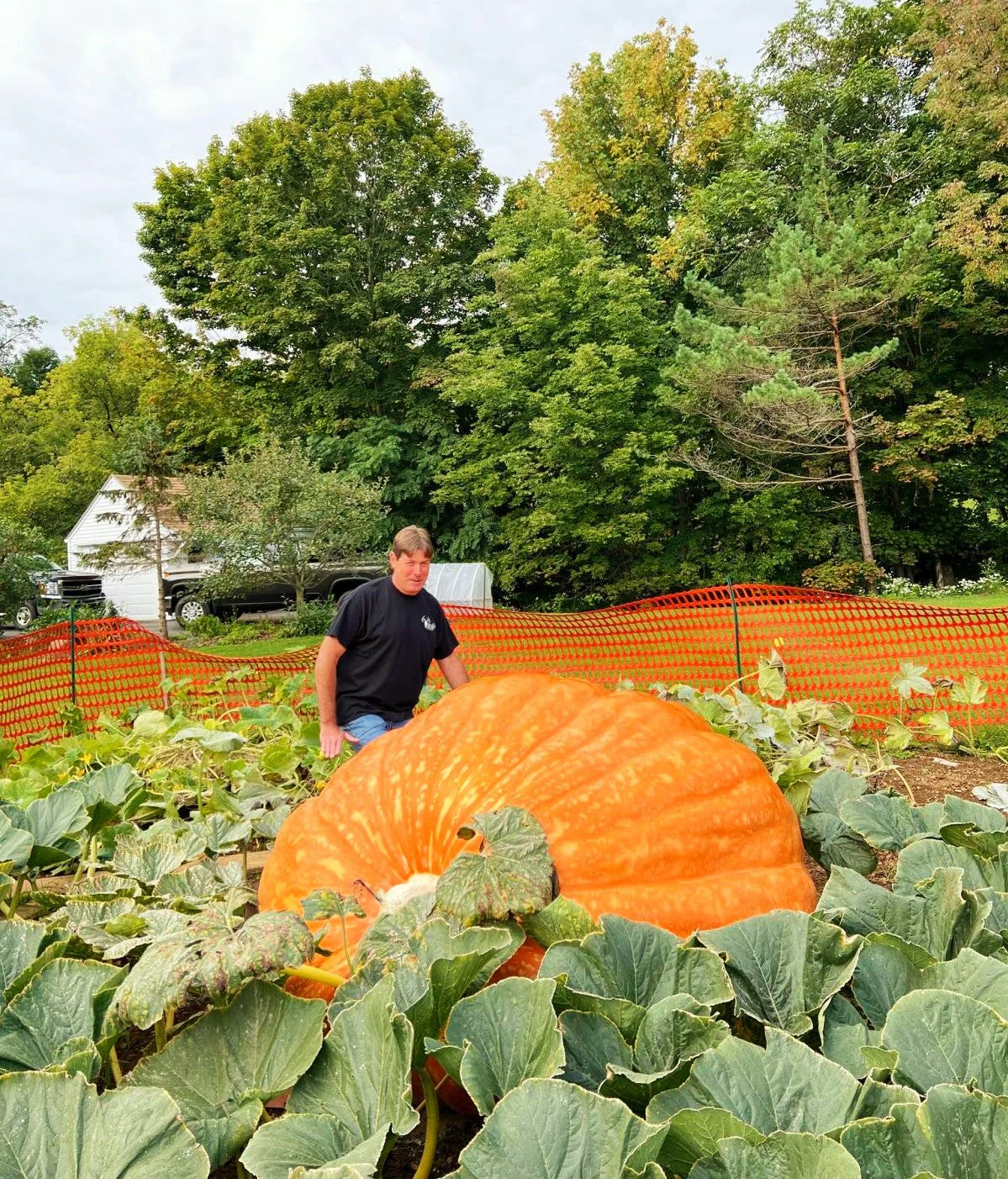 Dill's Atlantic Giant Pumpkin - Image 3