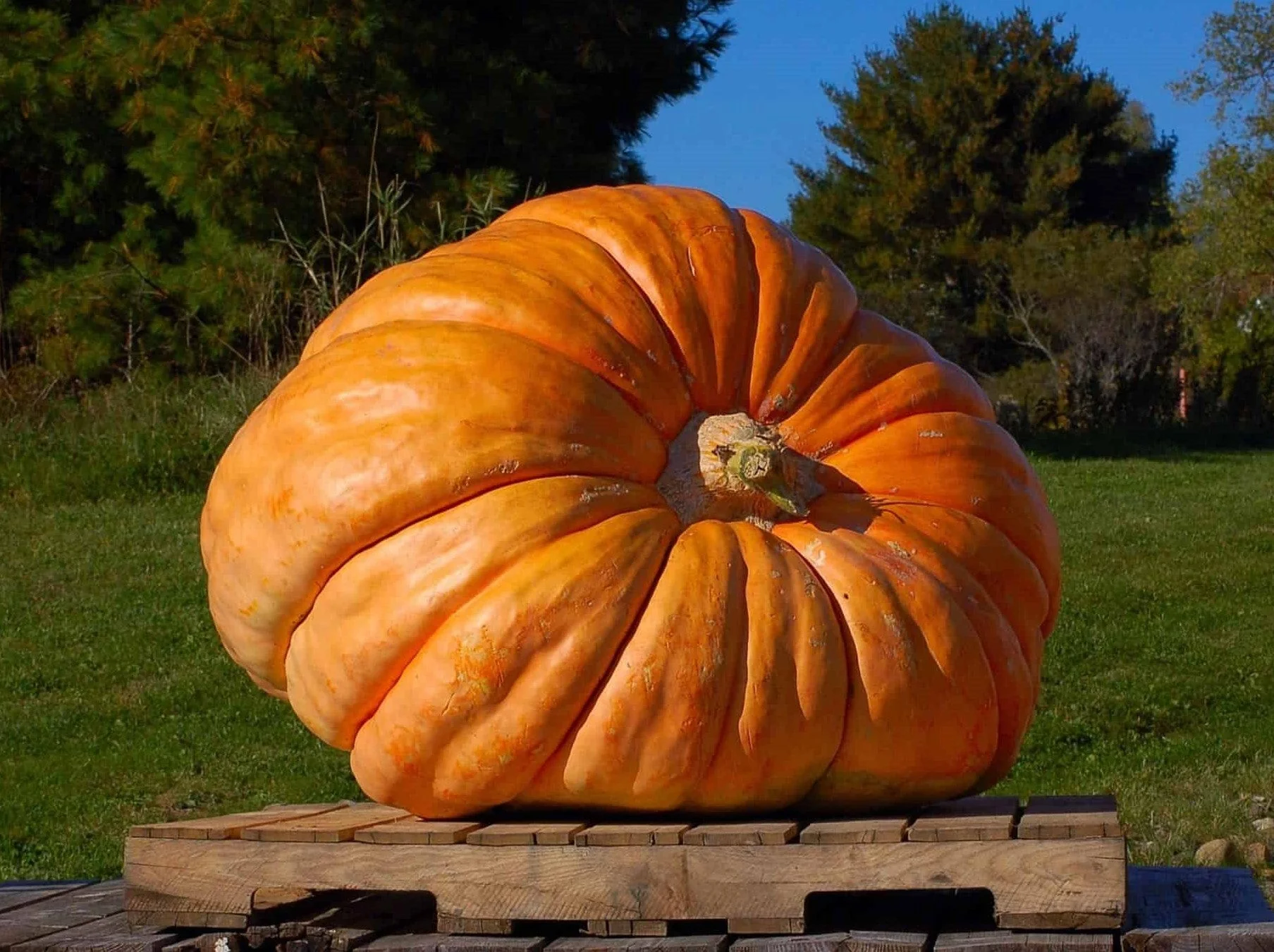 Dill's Atlantic Giant Pumpkin - Image 4
