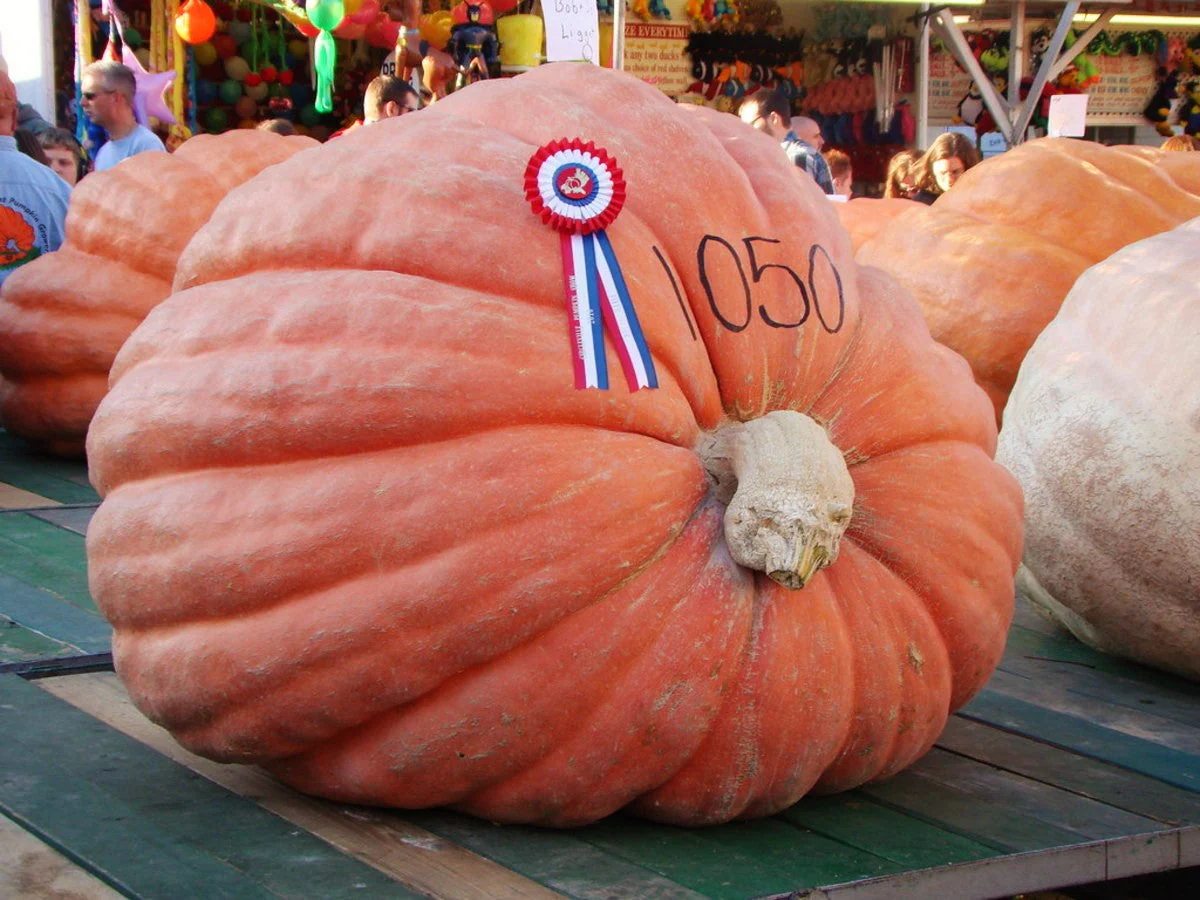 Dill's Atlantic Giant Pumpkin - Image 5