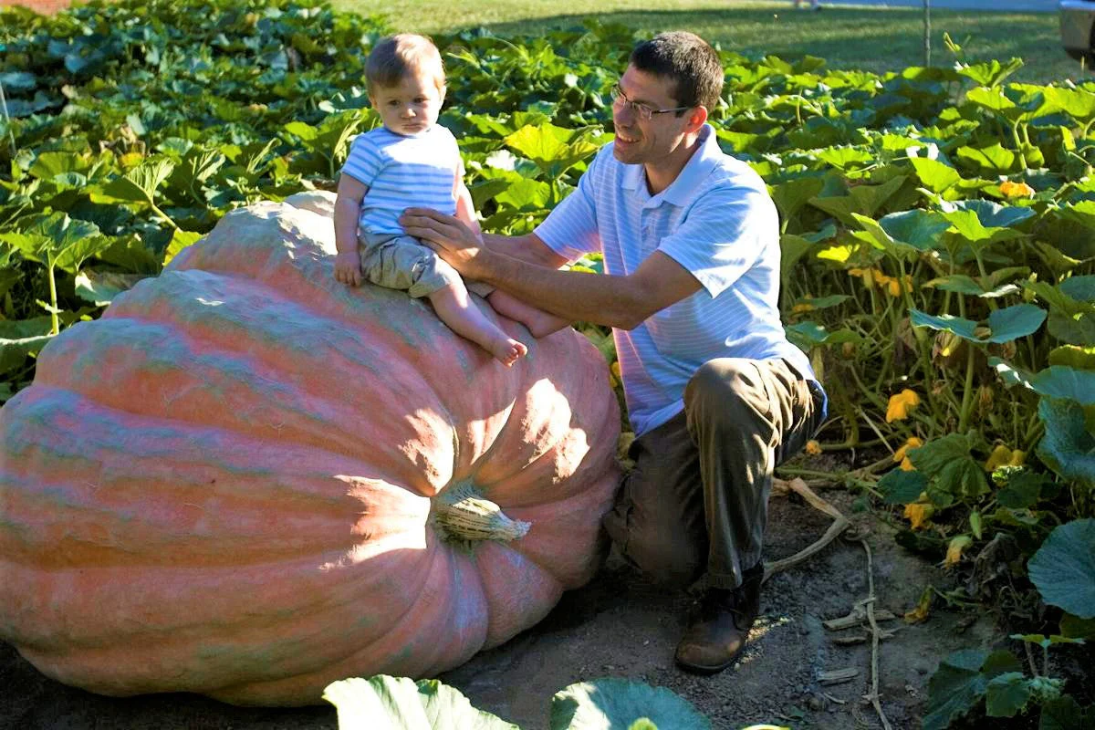 Dill's Atlantic Giant Pumpkin - Image 6