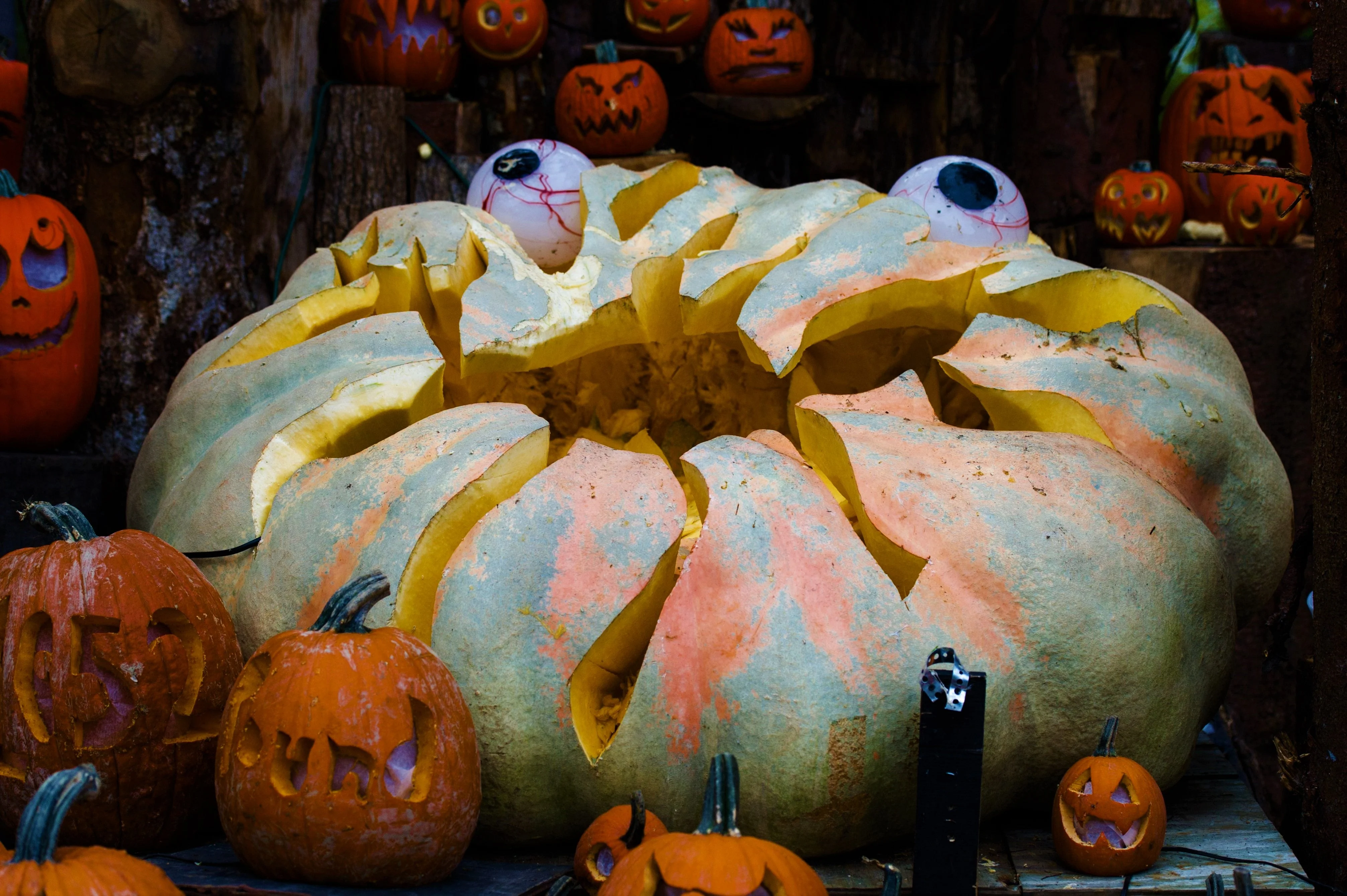 Dill's Atlantic Giant Pumpkin - Image 8