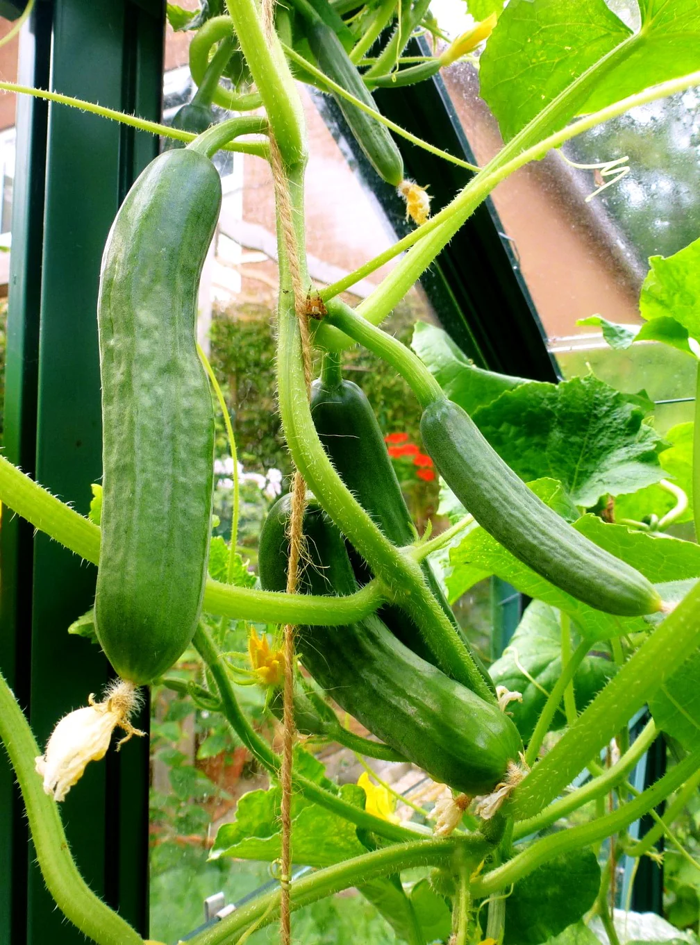 Diva Seedless Persian Cucumber - Image 3