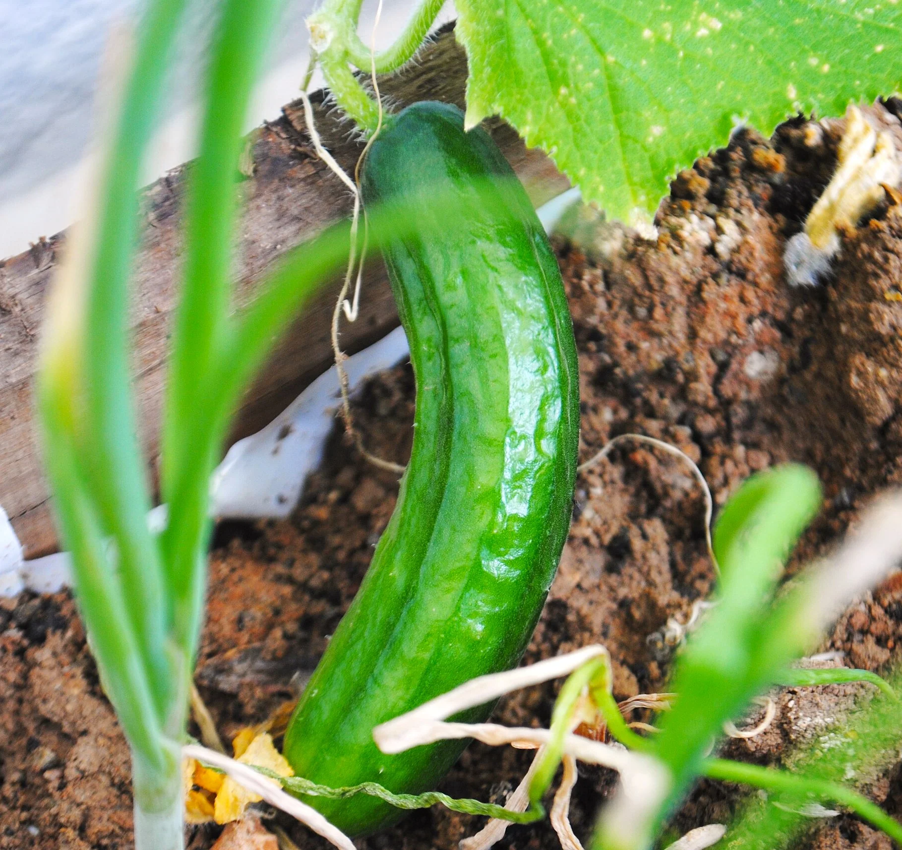 Diva Seedless Persian Cucumber - Image 4