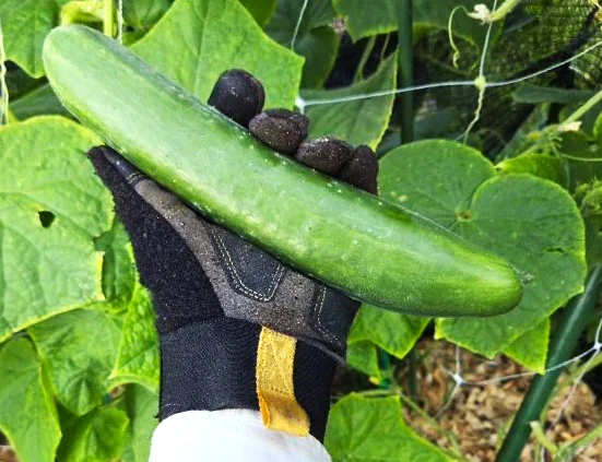 Diva Seedless Persian Cucumber - Image 6
