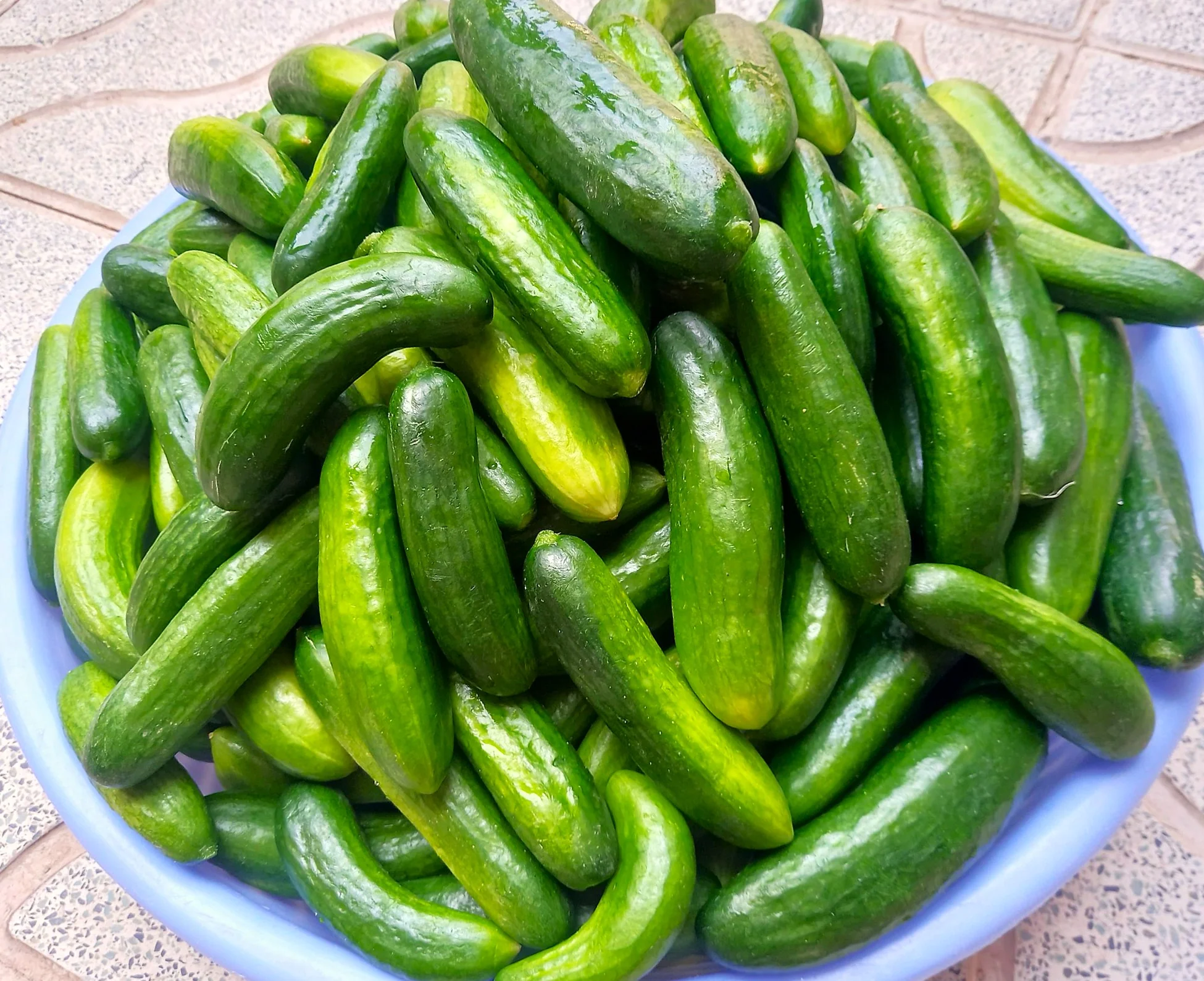 Diva Seedless Persian Cucumber - Image 7
