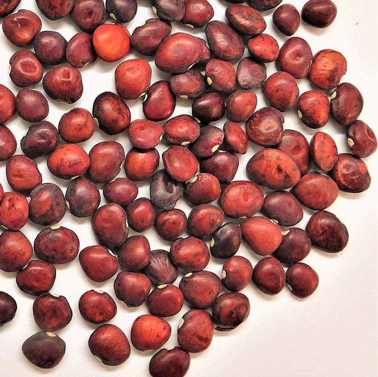 Dixie Speckled Butterpea Lima Bean - Image 5