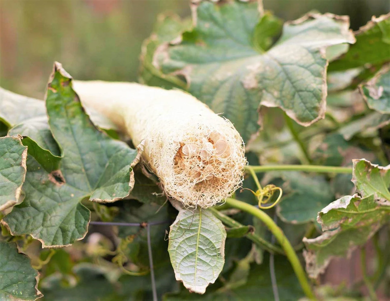 Dok Smooth Luffa Gourd - Image 5
