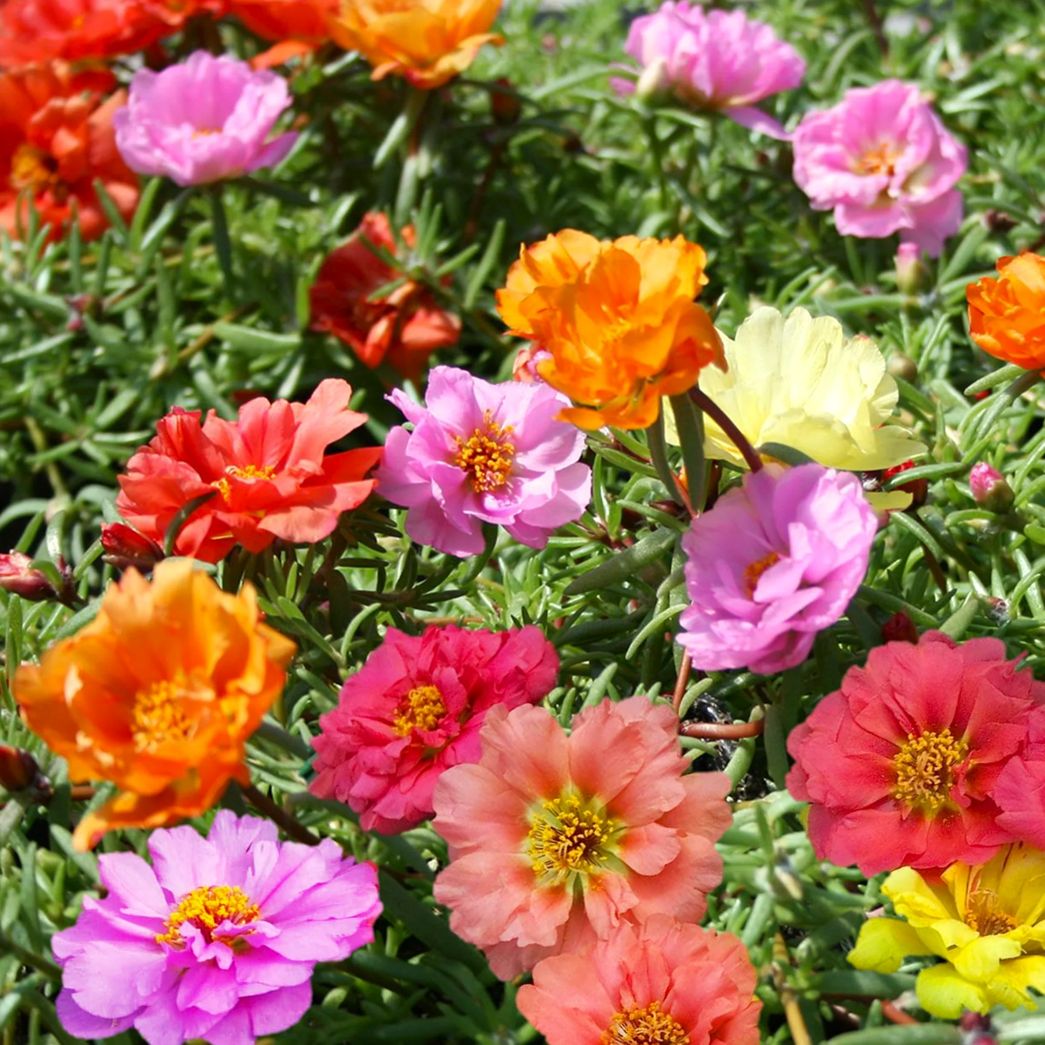 Double Mix Moss Rose Succulent