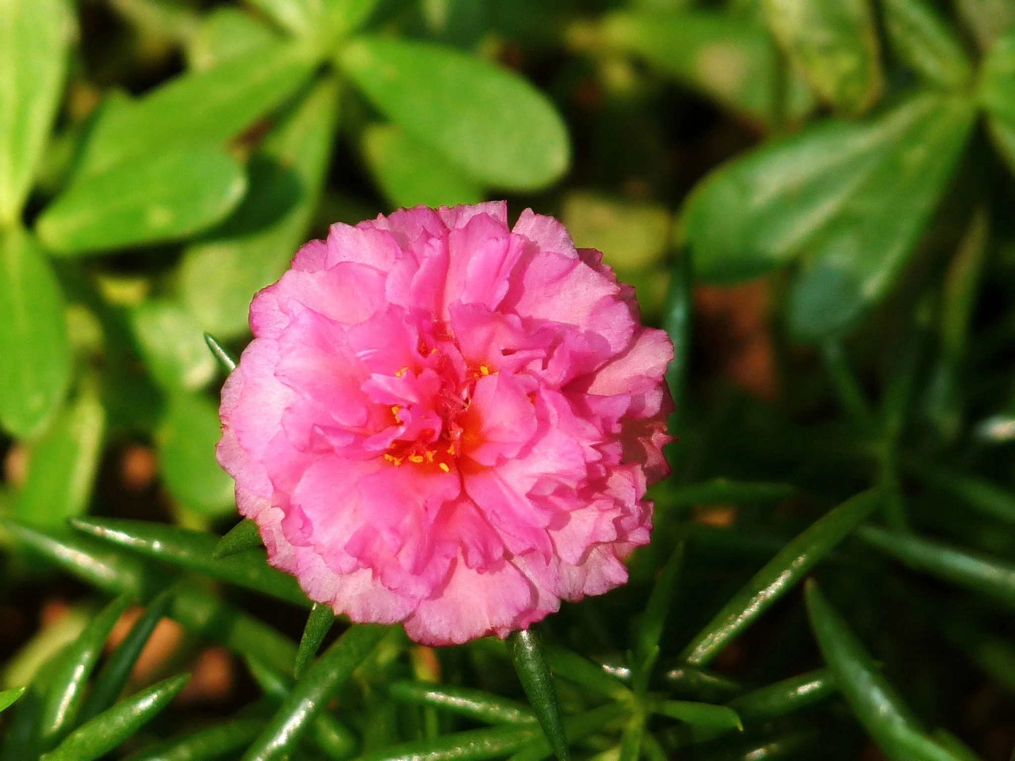 Double Mix Moss Rose Succulent - Image 10