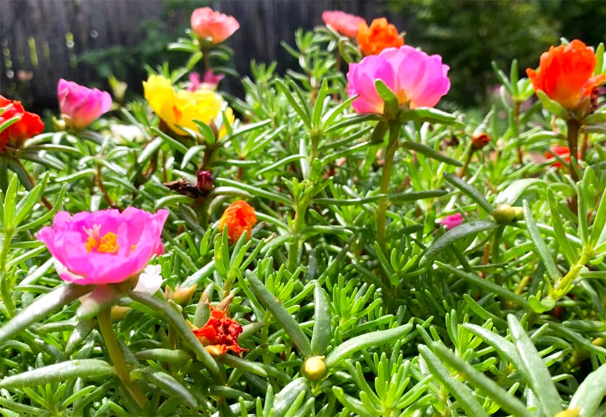 Double Mix Moss Rose Succulent - Image 3