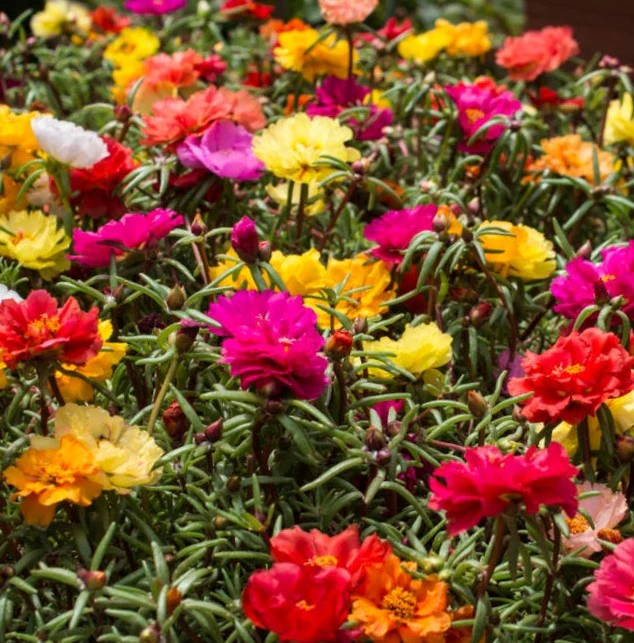Double Mix Moss Rose Succulent - Image 4