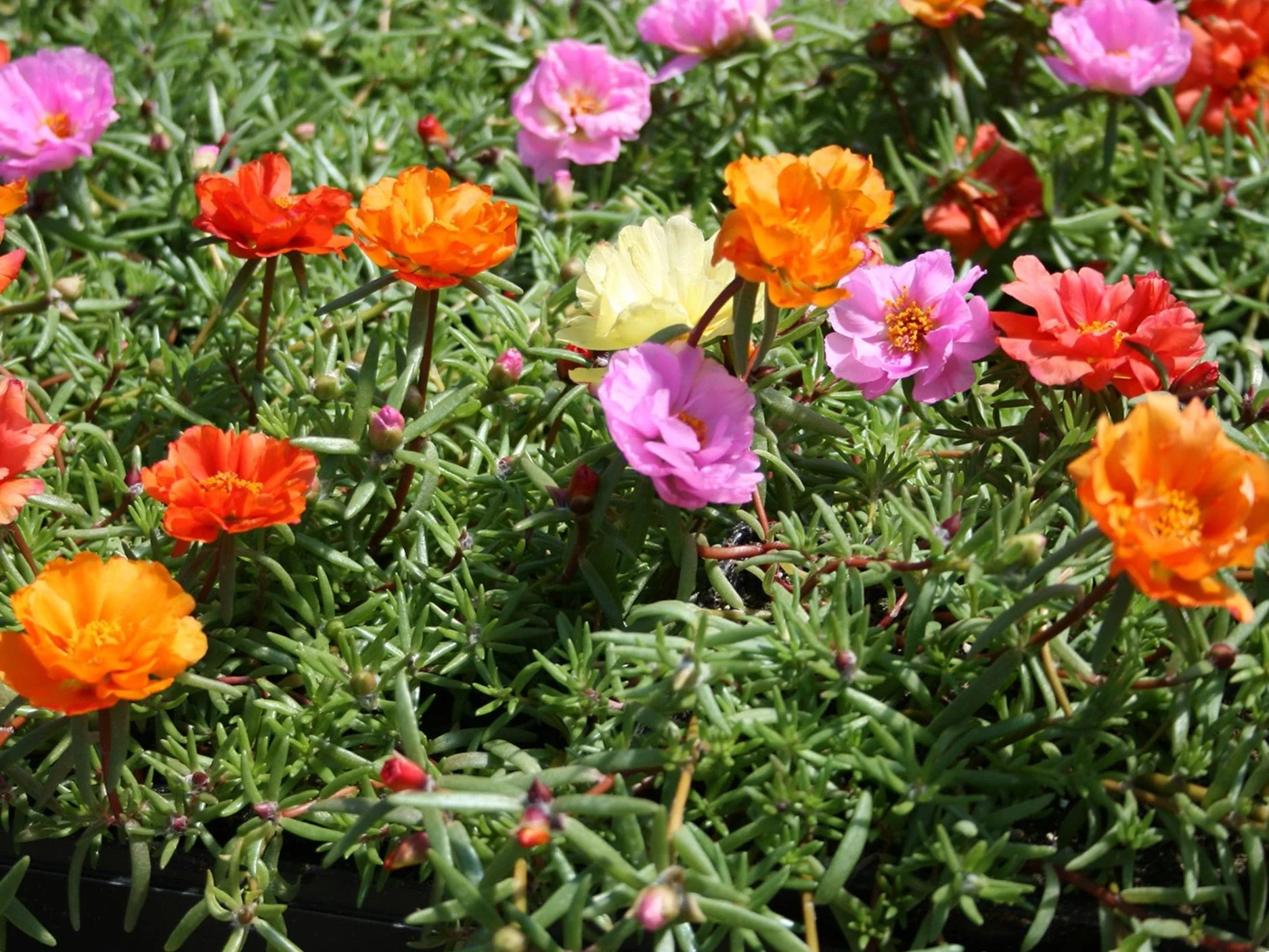 Double Mix Moss Rose Succulent - Image 5
