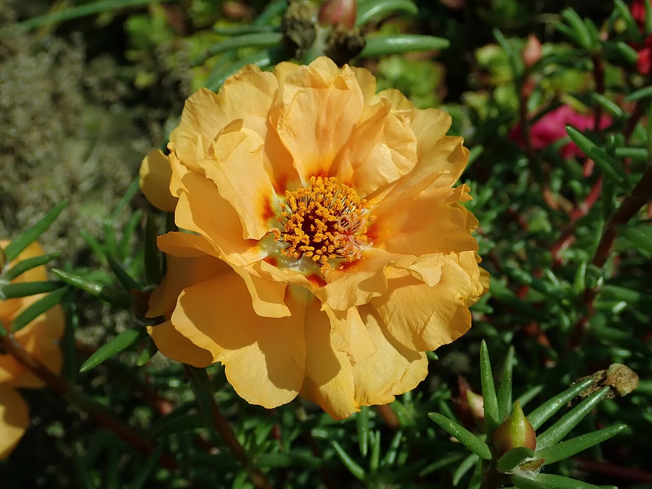 Double Mix Moss Rose Succulent - Image 8