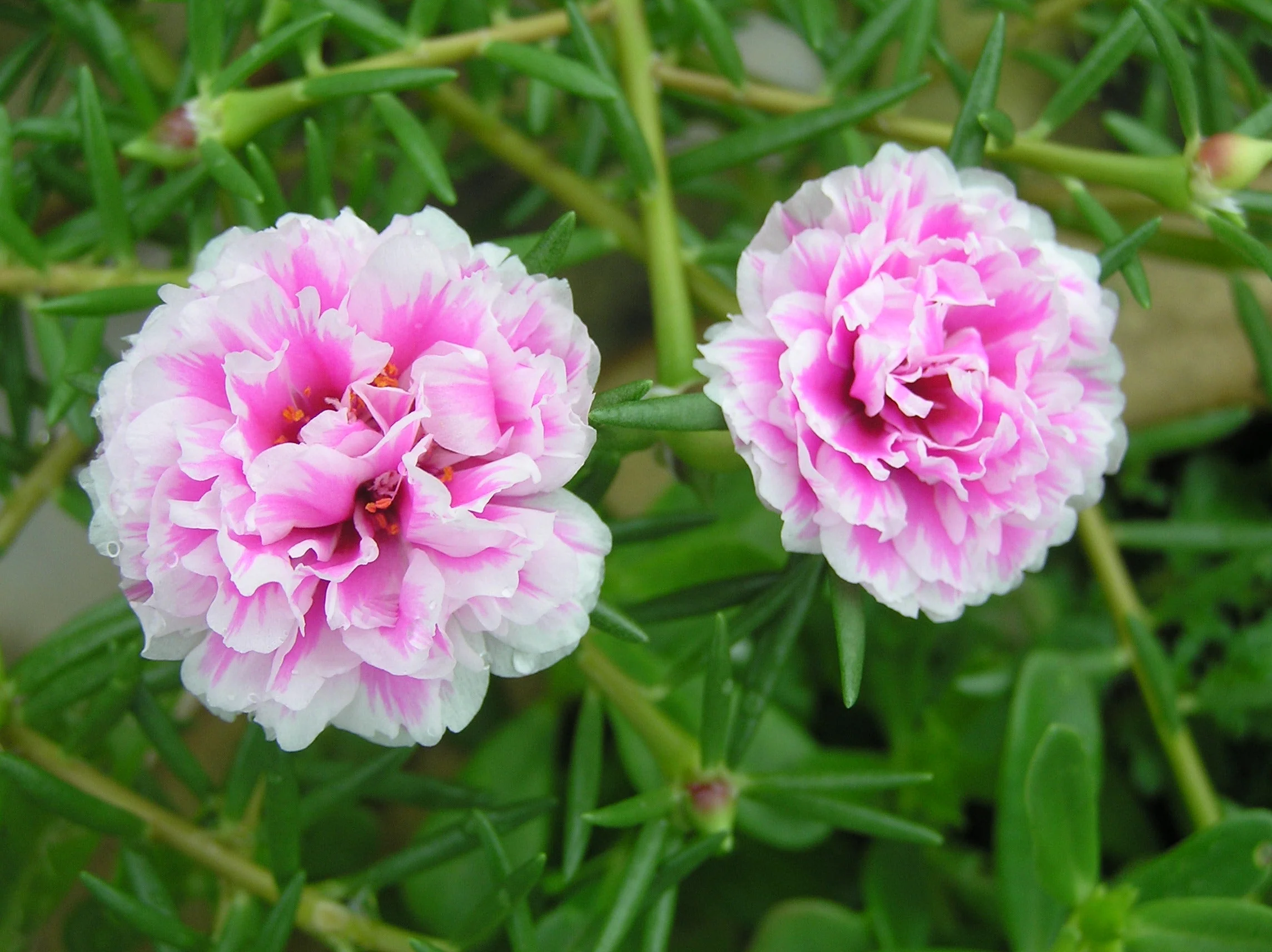 Double Mix Moss Rose Succulent - Image 9