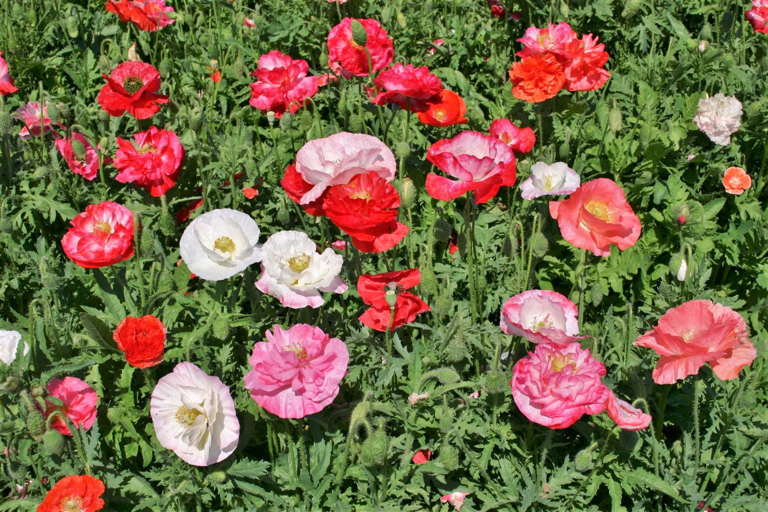 Double Mix Shirley Poppy - Image 3
