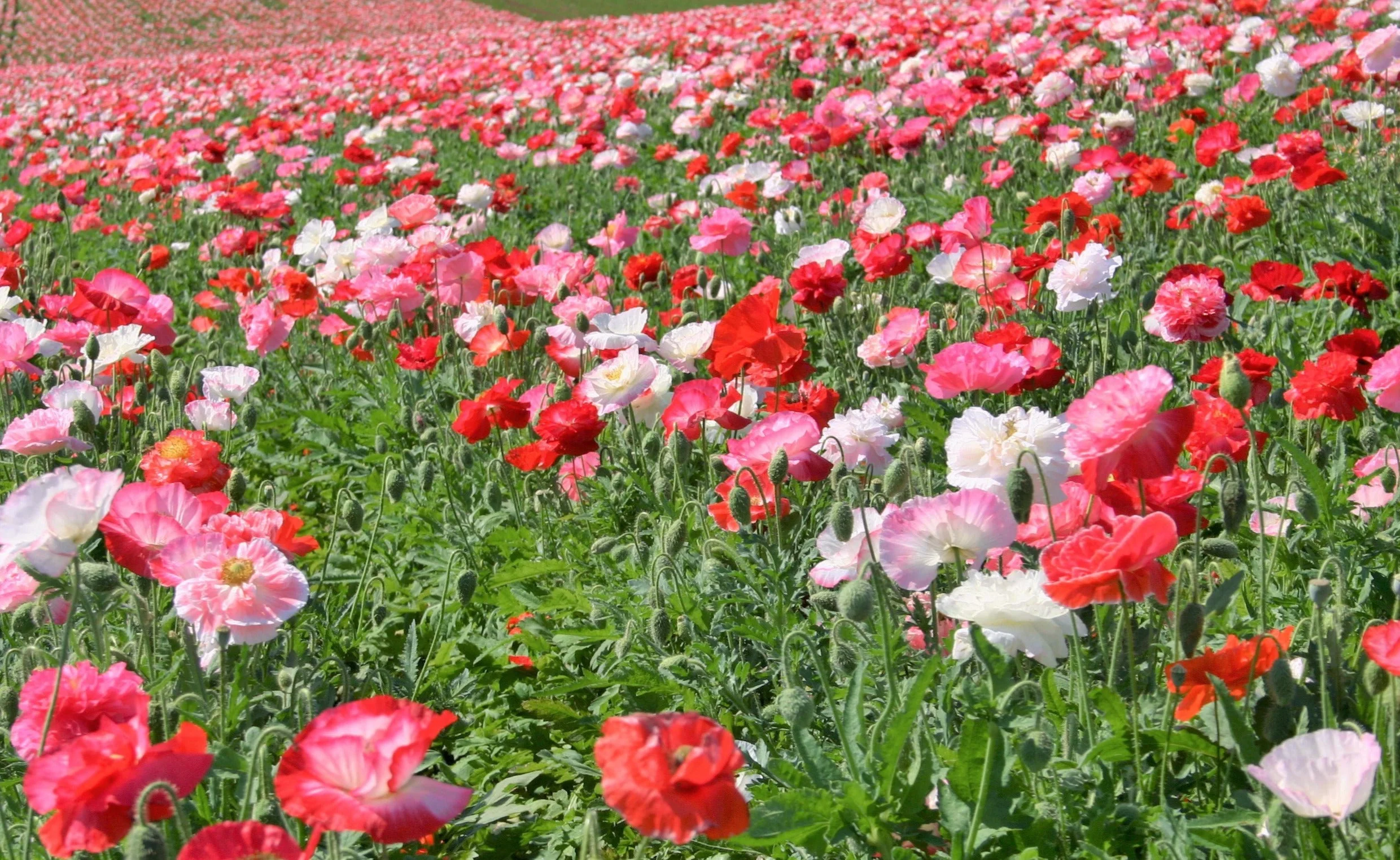 Double Mix Shirley Poppy - Image 4