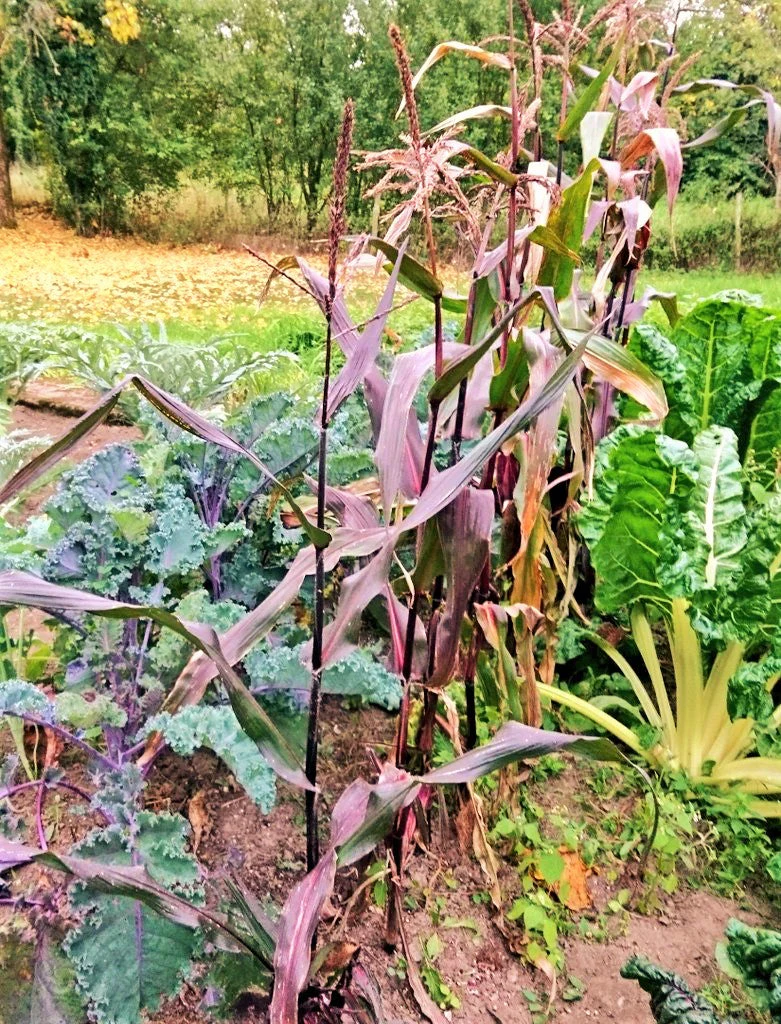 Double Red Sweet Corn - Image 2