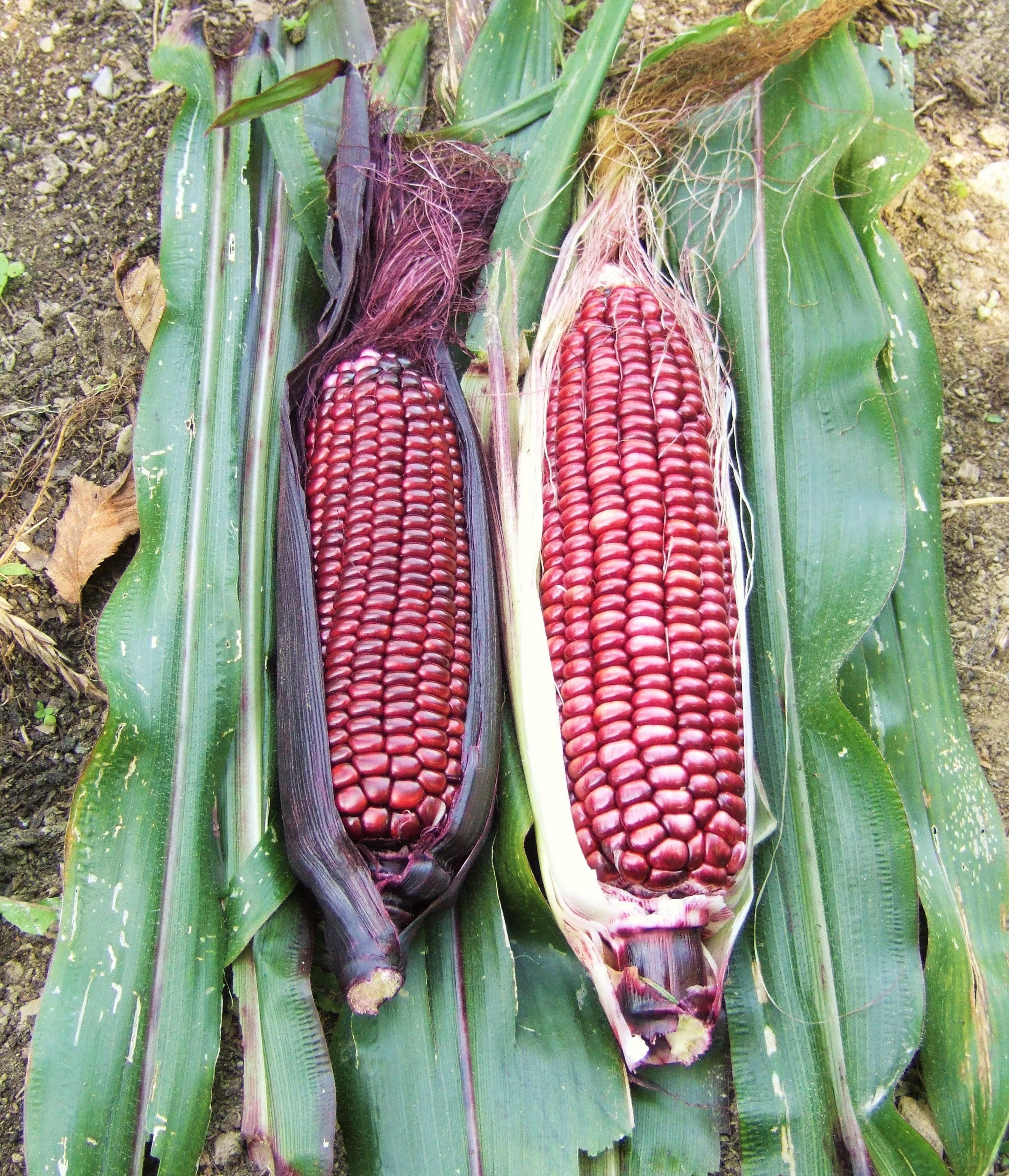 Double Red Sweet Corn - Image 5