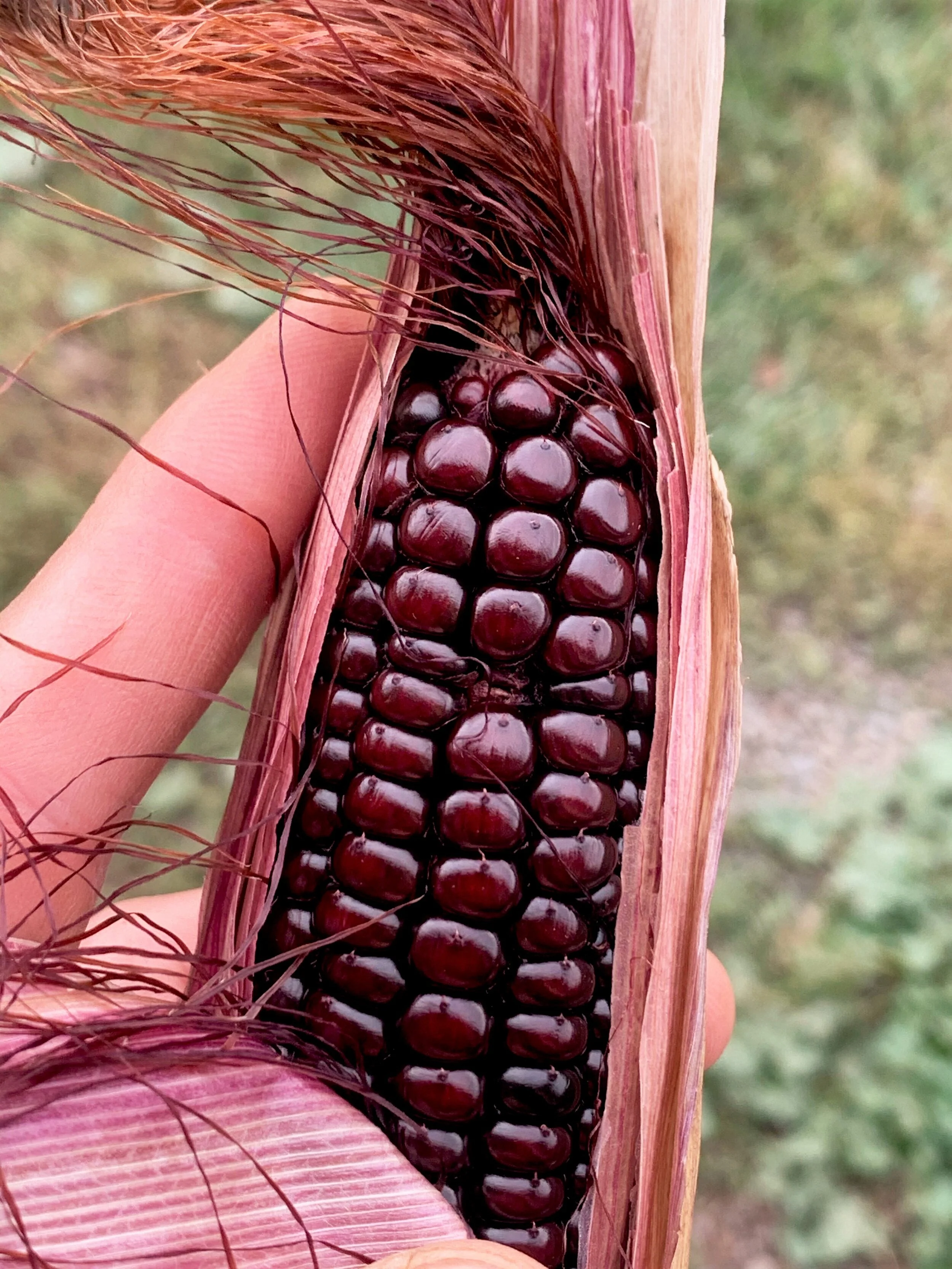 Double Red Sweet Corn - Image 6