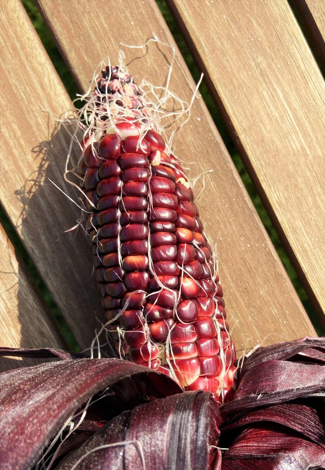 Double Red Sweet Corn - Image 7