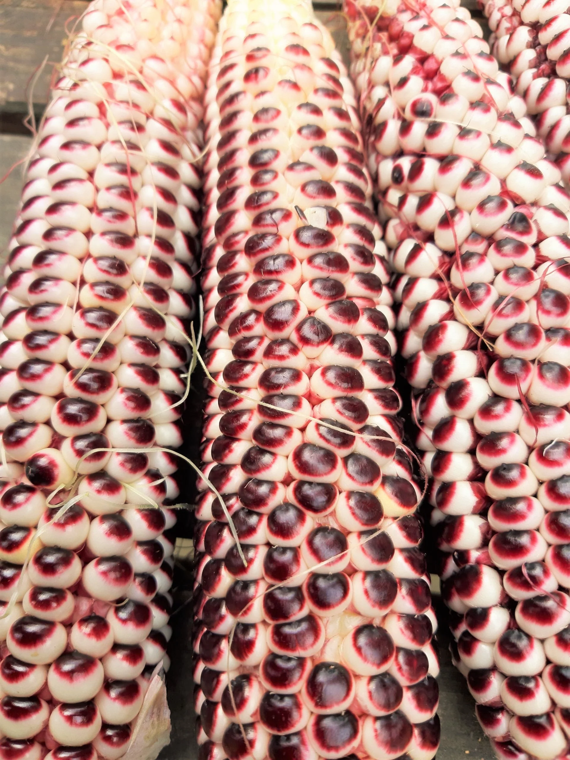 Double Red Sweet Corn - Image 8